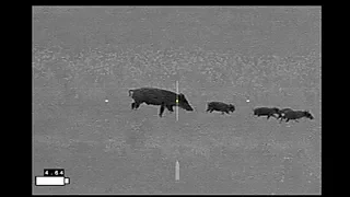 8 Hogs Down Including Twofer