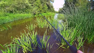 ЛУЧШАЯ РЫБАЛКА В ЖИЗНИ на домашней речке на ультралайт! Куча рыбы на ОДНУ БЛЕСНУ! Спиннинг