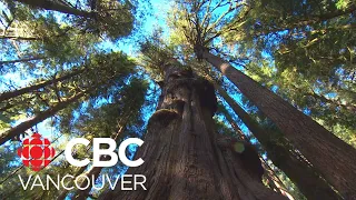 Forest conservation experts slam B.C. government's old-growth forests report