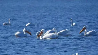 Pelicans and other Waterfowl in Miller's Bay, March 15, 2024