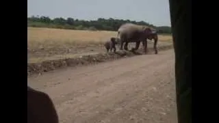 Baby elephant charges at safari vehicle