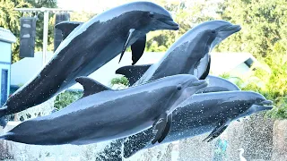 Dolphin Adventures (Full Show) - SeaWorld Orlando - January 4, 2022