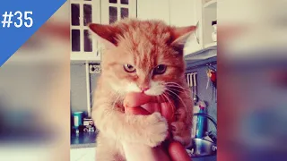 #35 FUNNY PETS / СМЕШНЫЕ ВИДЕО 2021 / Я РЖАЛ ПОЛЧАСА / СМЕШНЫЕ ЖИВОТНЫЕ