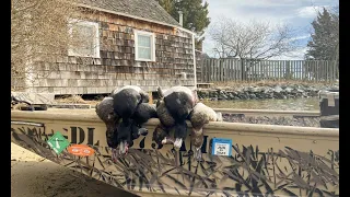 Maryland Duck Hunting - 6 Man Bluebill Limit