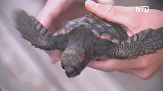Как майонез помог спасти черепах, пострадавших от разлива нефти
