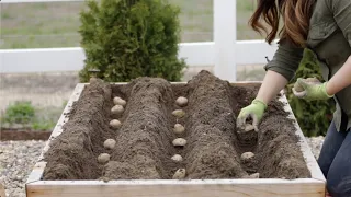 Cómo plantar papas 🥔🌿