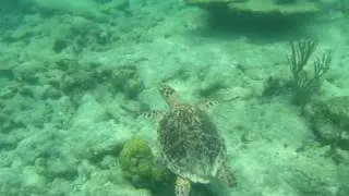 Beautiful Turtle!!! Snorkeling White Bay Jost Van Dyke BVI Caribbean