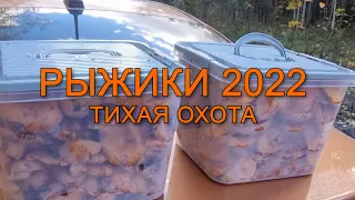 Рыжики 2022 тихая охота