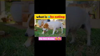 AWW Top Funny Cats And Dogs Videos 2022 / Funniest Animals Videos Part 1