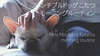 sub)frenchbulldog morning routine