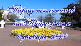 Севастополь Парад тюльпанов на Приморском бульваре 2020