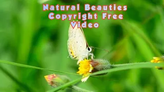 #1 Natural Beautifull places|Copyright Free Video|Track A Maple's Coat|Music By IKSON Full HD 1080p