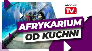 Afrykarium Zoo Wrocław, zobacz, jak wygląda od środka | Wrocław TV