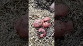 Abendessen aus dem Selbstversorger-Garten