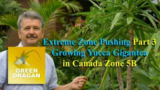 Extreme Zone Pushing Part 3 Yucca Gigantea in Zone 5B Canada
