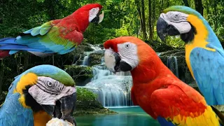 Beautiful !!! Macaw parrot friendly with peoples