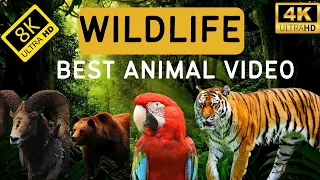 Best animal video 8k ultra HD & 4k ultra HD wildlife..