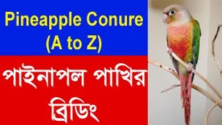 Pineapple Conure Bird  A to Z পাইনাপল কুনুর পাখির ব্রিডিং