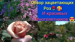 Чудесное начало 😍🙏💕💕💕! Розы🌹и многолетники💥💥💥! Отвечаю на ваши вопросы 😊...