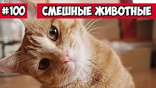 Смешные животные - приветливый кот | Bazuzu Video ТОП подборка 100, февраль 2018