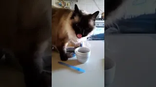 Catfinated - Mao drinking coffee