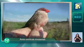 Aves invasoras| 13 de julio de 2023