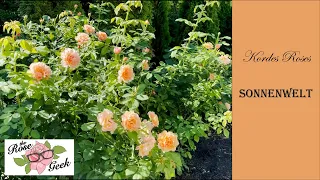 🌹 Sonnenwelt is My Favorite Rose / Kordes / 2nd Season