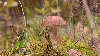 XP DEUS и поиск монет в осеннем лесу / XP DEUS and search for coins in the autumn forest