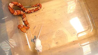 Venomous Copperhead Injects Mouse Multiple Time With Venom!!