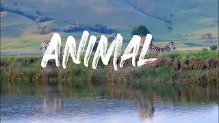 Amazing Zebra | 4K African Wildlife | 4K Video Ultra HD Animals | Zebra | 4K Ultra HD