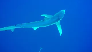 Blue Shark @ Pico, Azores - Jul 2017