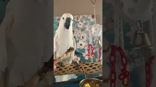 COCKATOO LIFE!! ￼￼ It’s cockatoo lunchtime !!