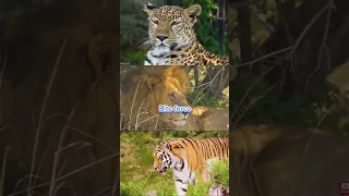 Tiger vs lion vs jaguar