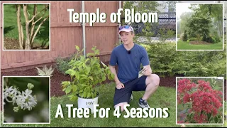 Temple of Bloom - A Tree for Four Seasons! (Seven Son Flower)