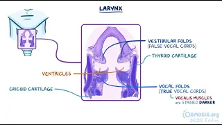 Histology of Nasal cavity by Osmosis