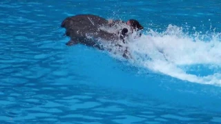 Tenerife.Loro park.шоу дельфинов