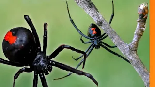 Conheça a venenosa aranha Viúva Negra.