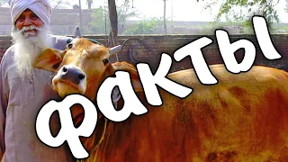 5 фактов о коровах в Индии. Реальное отношение к коровам в Индии. Интересные факты. #Shorts