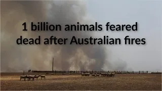 Nearly one billion animals likely affected by Australian fires