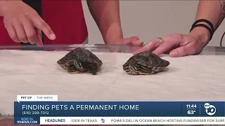 Pet of the Week: Surf & Turf