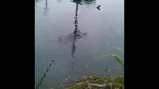 A shark in the lake.  But it is not a real shark.