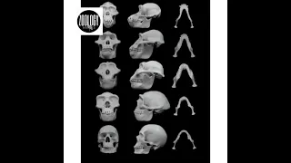 Human Evolution | Evolution of Man | Evolution