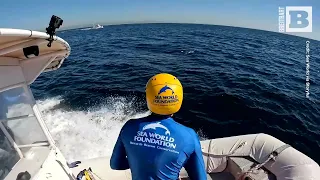 ANCHORS AWEIGH! Sea World Rescue Team Helps Free Humpback Whale Tangled with Anchor
