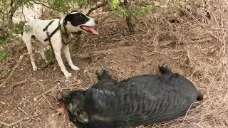 Pig Hunting North Queensland (CHECKING DAMS)