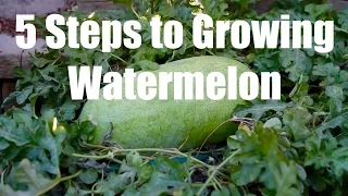 5 Steps to Growing Watermelon