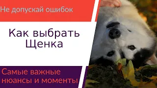 Как выбрать щенка?! Самые важны моменты в выборе щенка и заводчика.