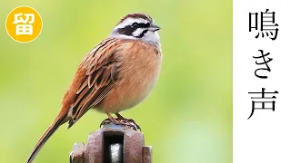 ホオジロの鳴き声（さえずり・地鳴き）