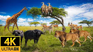 Africa Animals 4K - Vibrancy of wildlife populations | Natural Sound & Piano Music