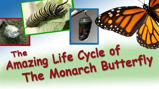 The Amazing Life Cycle of the Monarch Butterfly