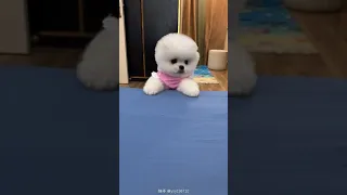 🥰 Funny and Cute Pomeranian Dogs Videos | 🐶 Adorable Puppies & Doggos #Shorts #275